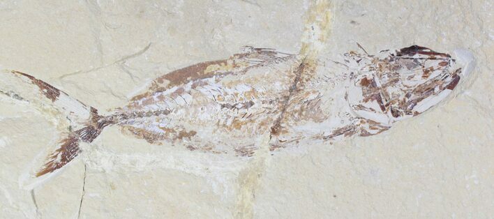 Bargain, Fossil Fish (Halec) - Lebanon #28206